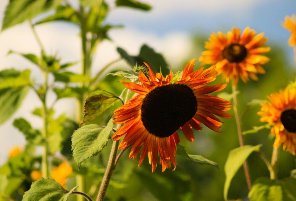 Photograph by Maciej Morgiel