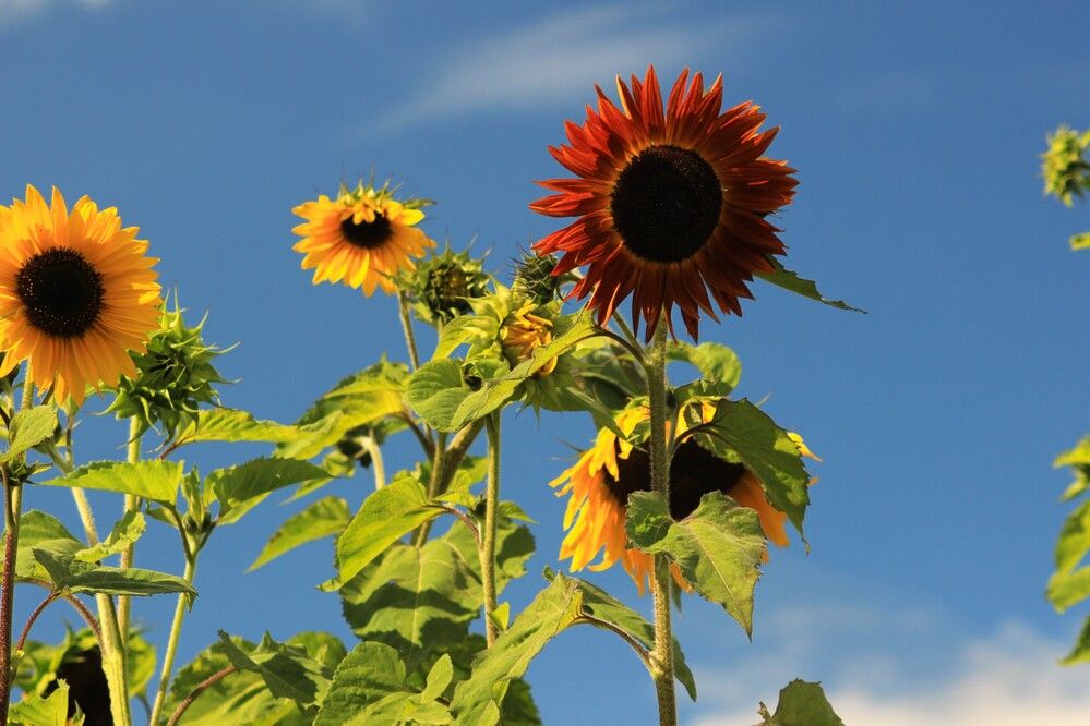 Photograph by Maciej Morgiel