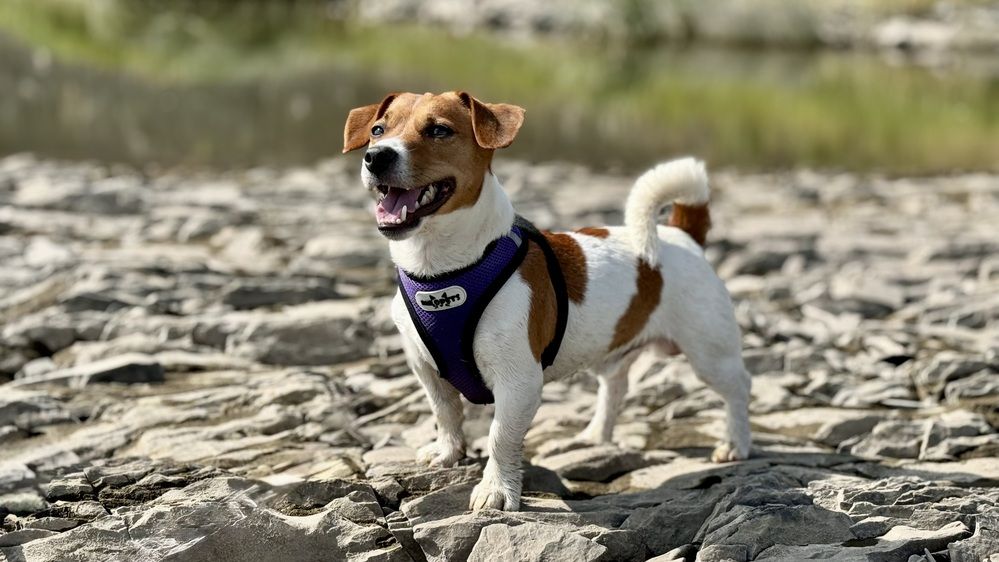 Danny Russel Terrier