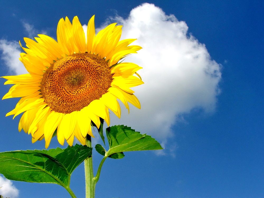 Photograph by RADOVAN TEODOROVIĆ