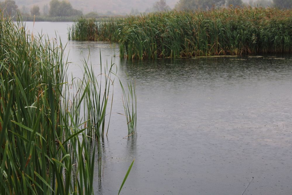 Photograph by Елена Коробченко