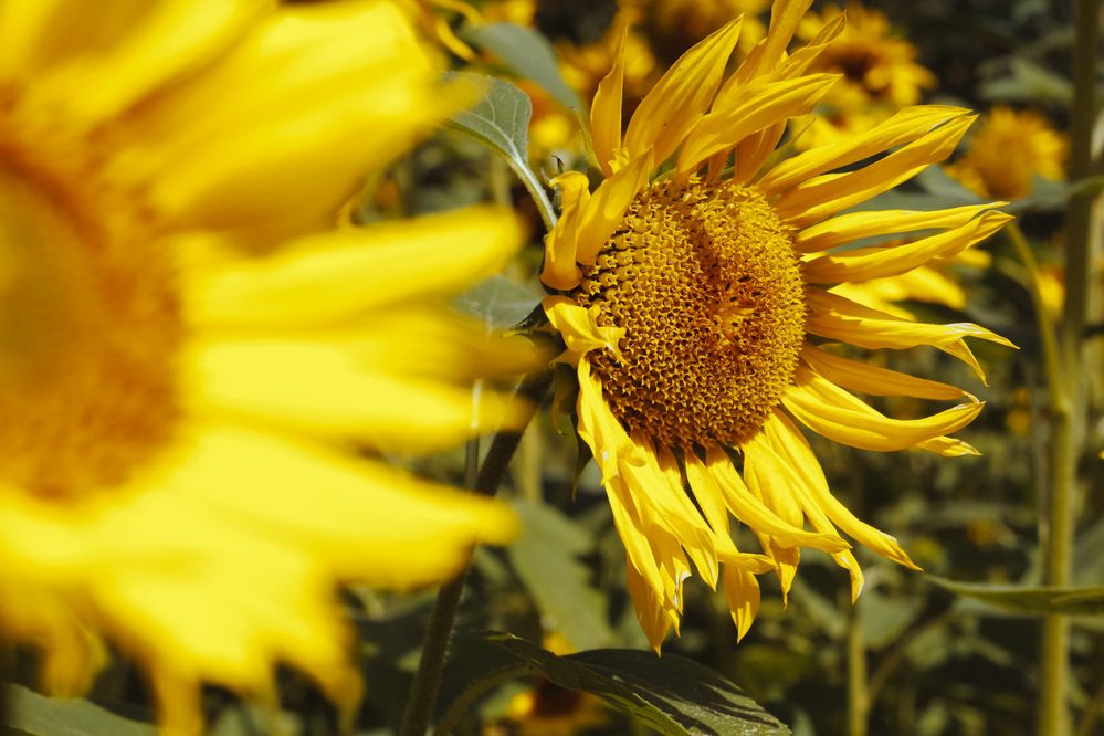 Photograph by Катрина Покумейко