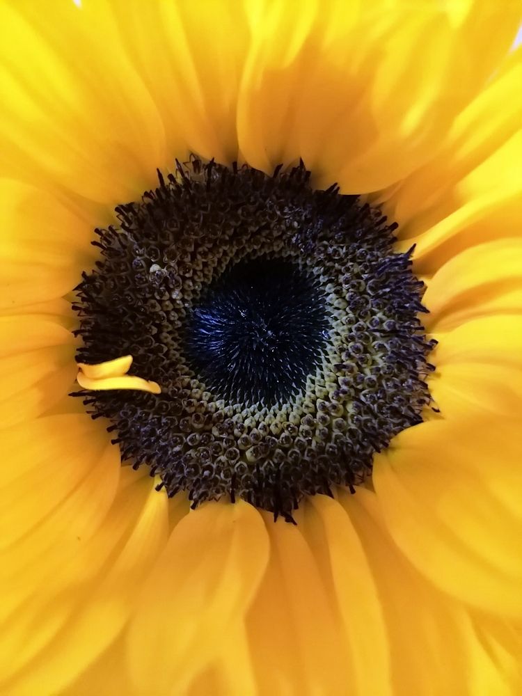 Macro sunflower