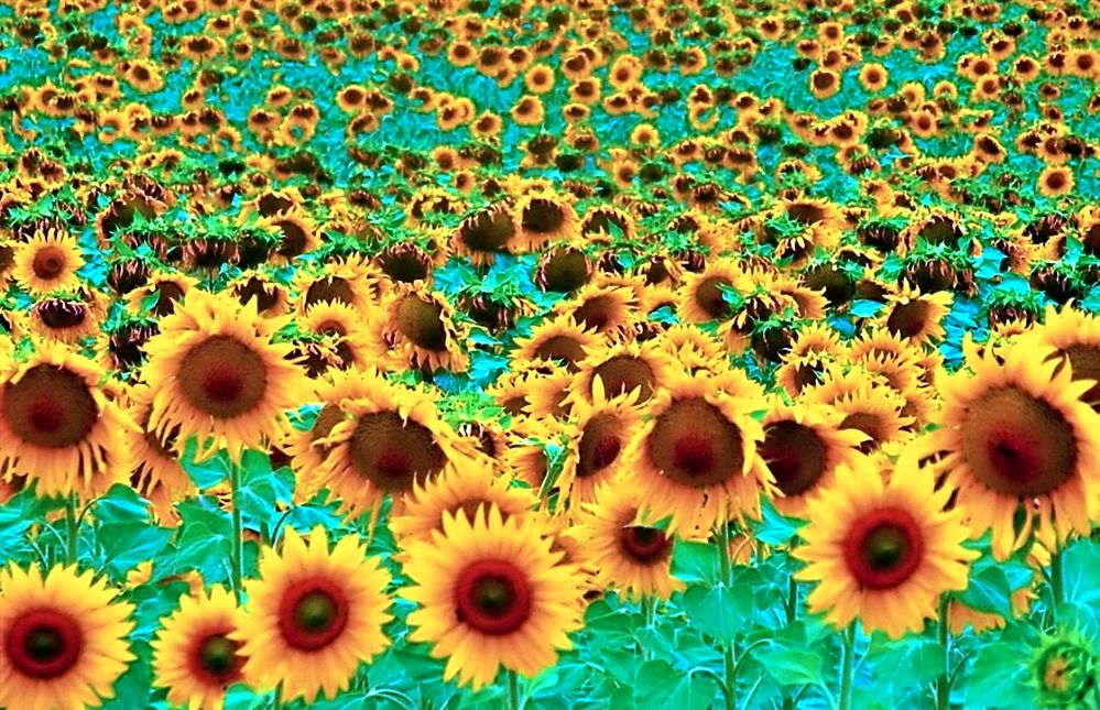 Sunflower field