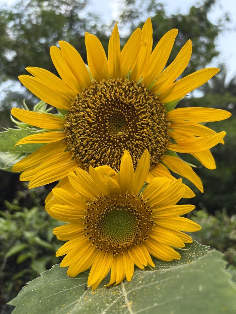 Фотография автора BIPLAB MISRA