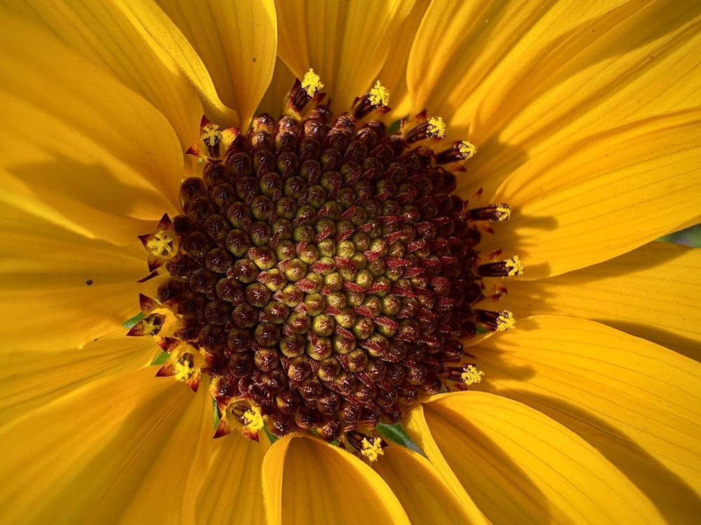 Фотография автора BIPLAB MISRA