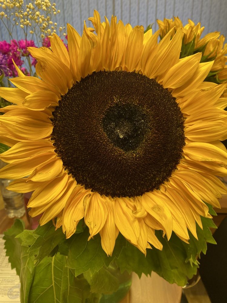 Photograph by Светлана Дмитриева