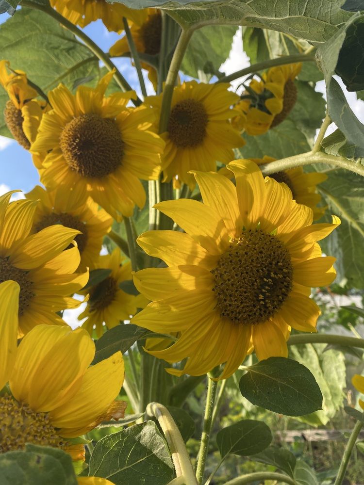 Photograph by Светлана Дмитриева