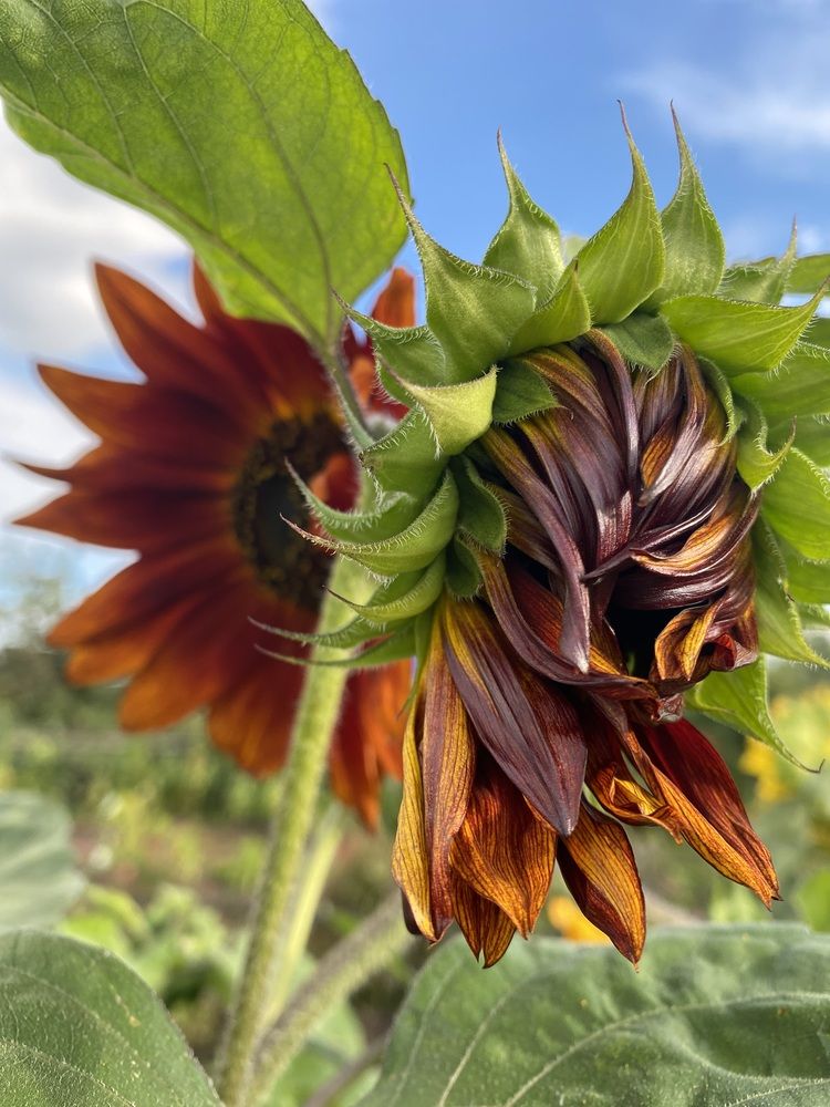 Photograph by Светлана Дмитриева