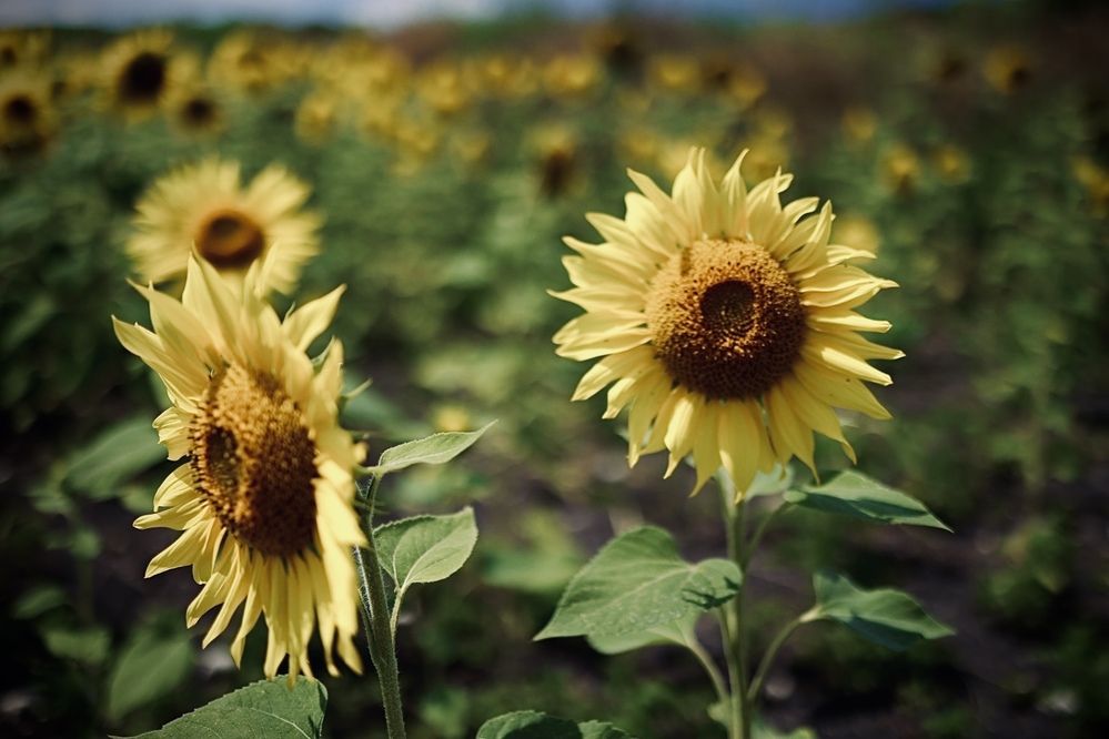 Photograph by Одаренко Ольга