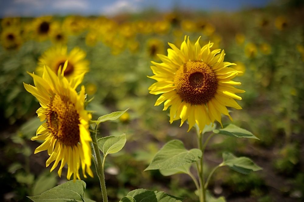 Photograph by Одаренко Ольга