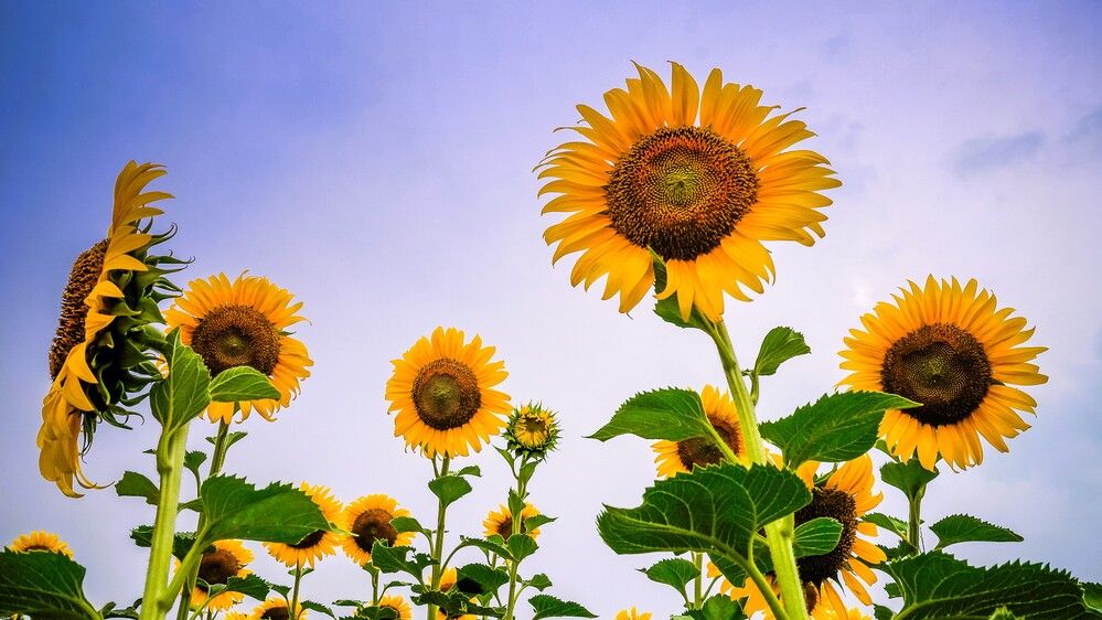 Фотография автора Pham Anh Vu