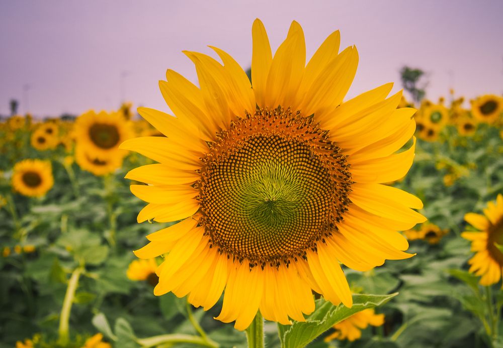 Фотография автора Pham Anh Vu