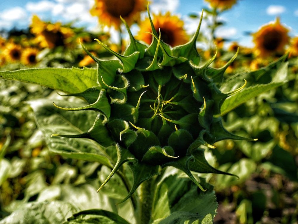 Photograph by Alexandr Klyuev