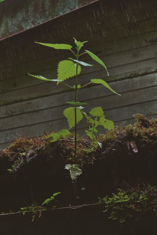 Photograph by Наталия Короленко