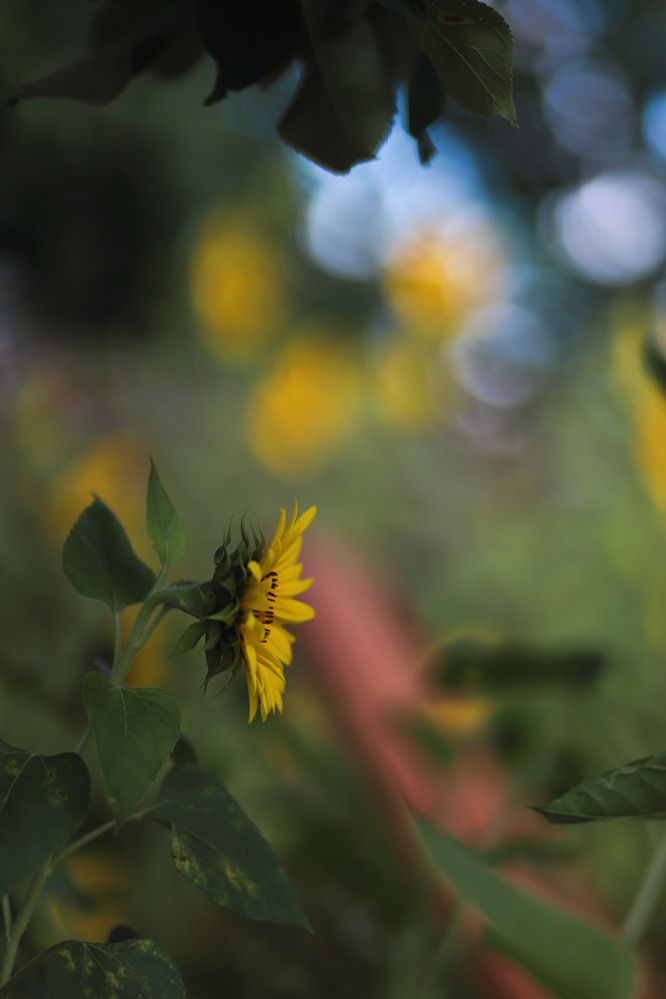 Photograph by Ольга Смачных