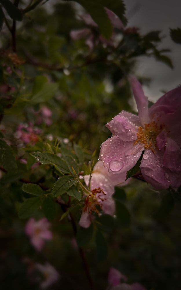 Photograph by Татьяна Петрова