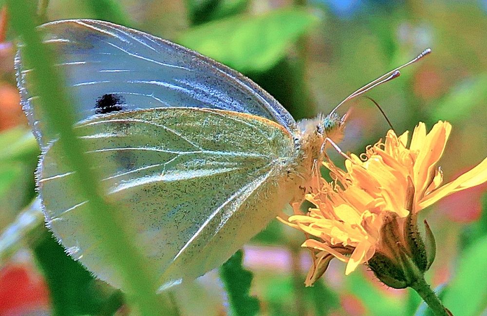 Macro butterfly
