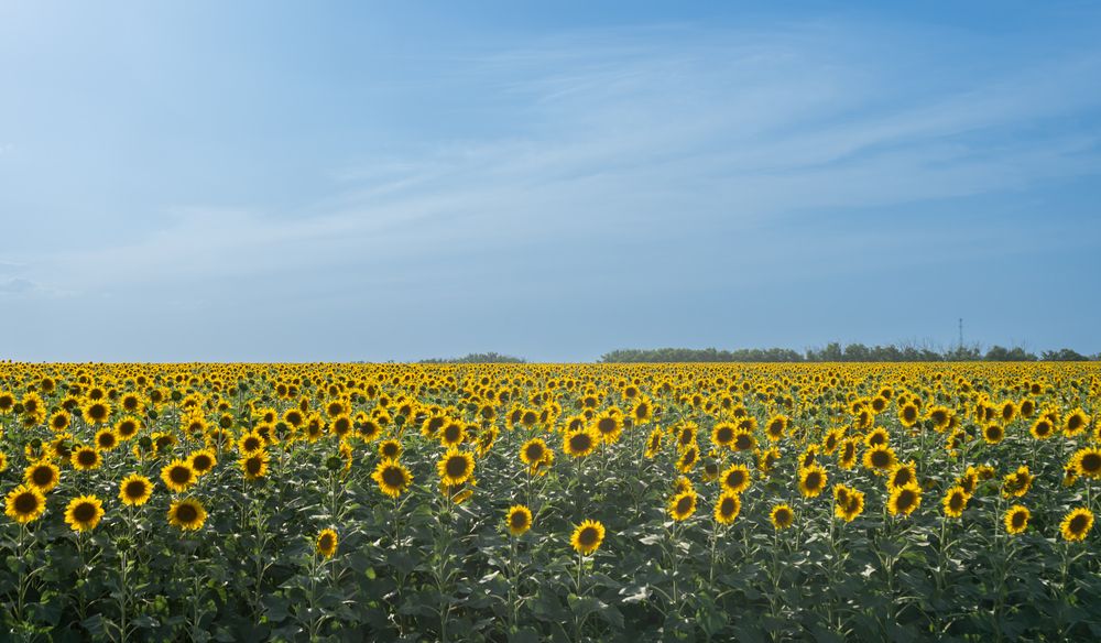 Photograph by Мария Паина