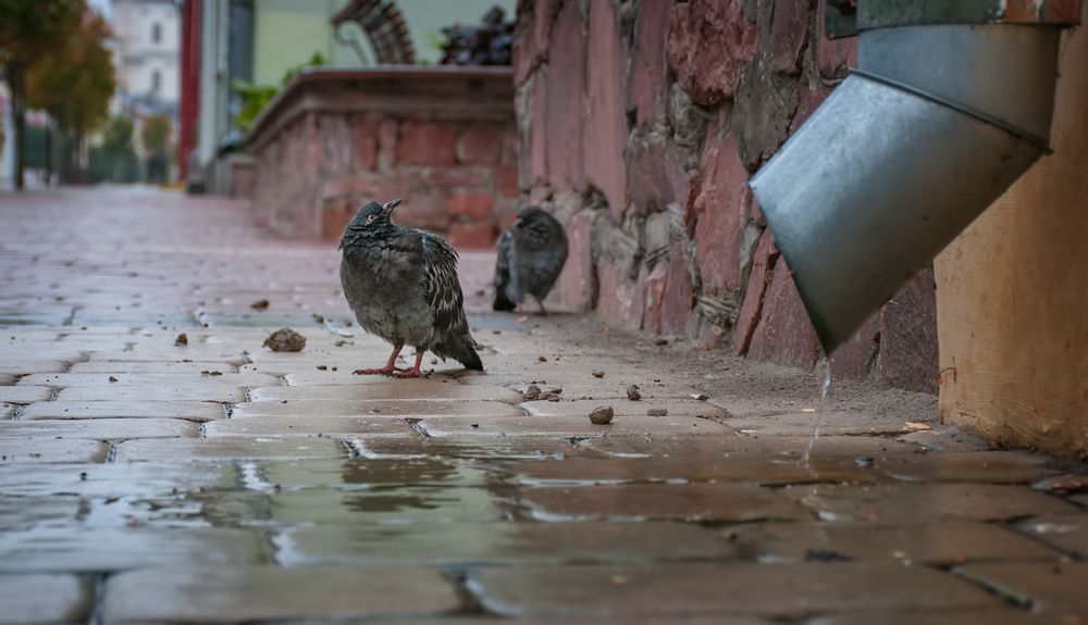 Photograph by Александр Шатохин