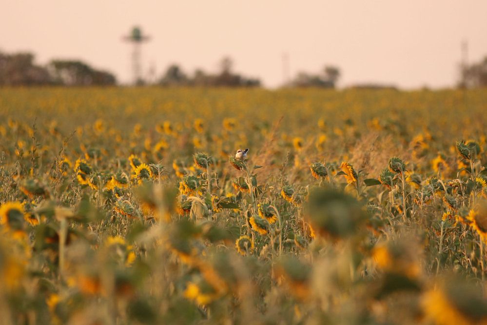 Фотография автора Полина Ишкина