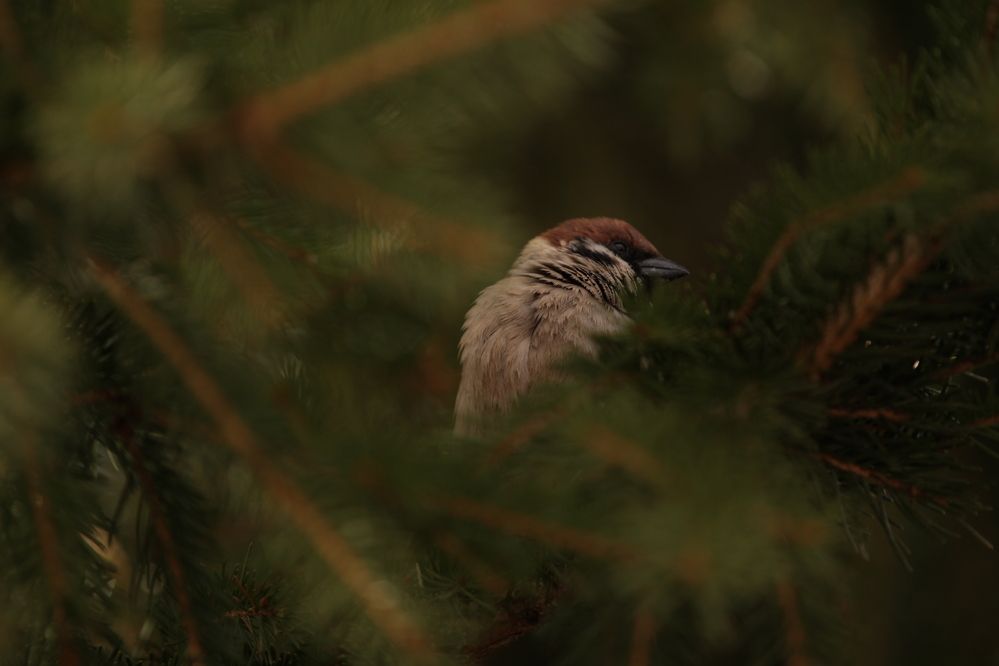 Photograph by Полина Ишкина
