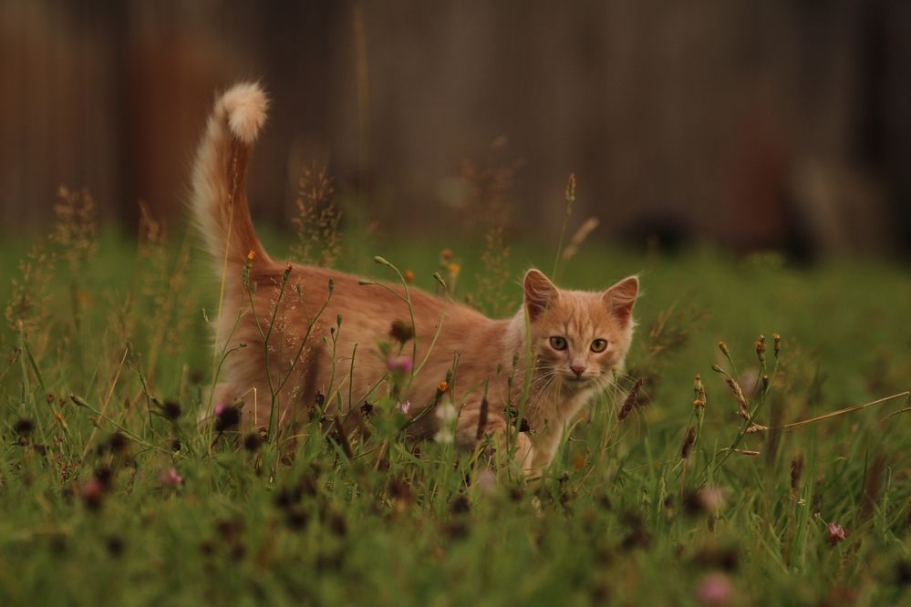 Фотография автора Полина Ишкина