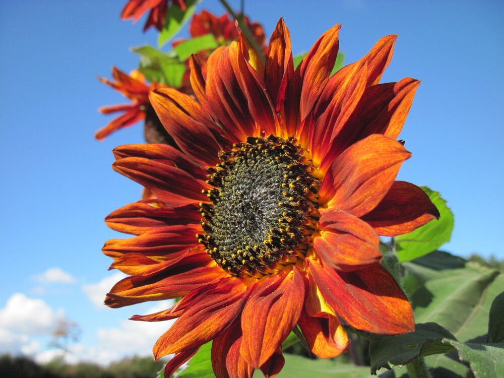 Фотография автора Георгий Самусевич