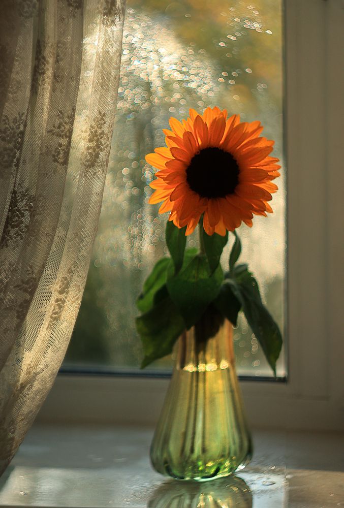 Фотография автора Елена Разина