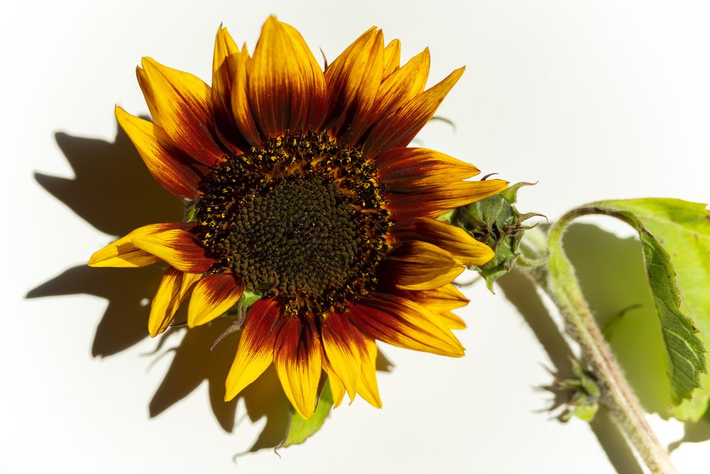 Photograph by Anna Vlasova