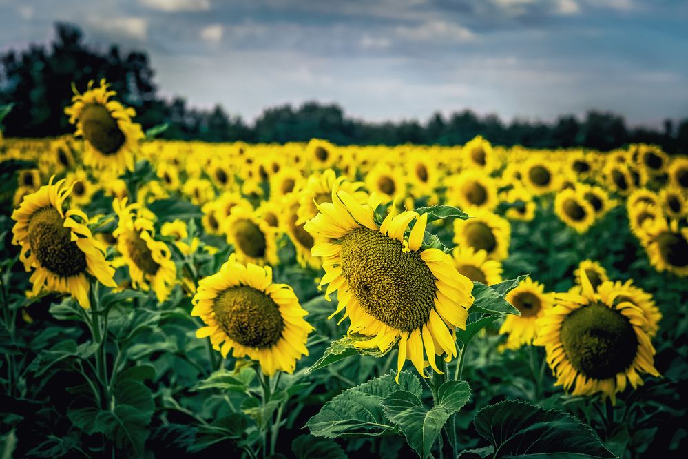 Photograph by Сергей Шпаков