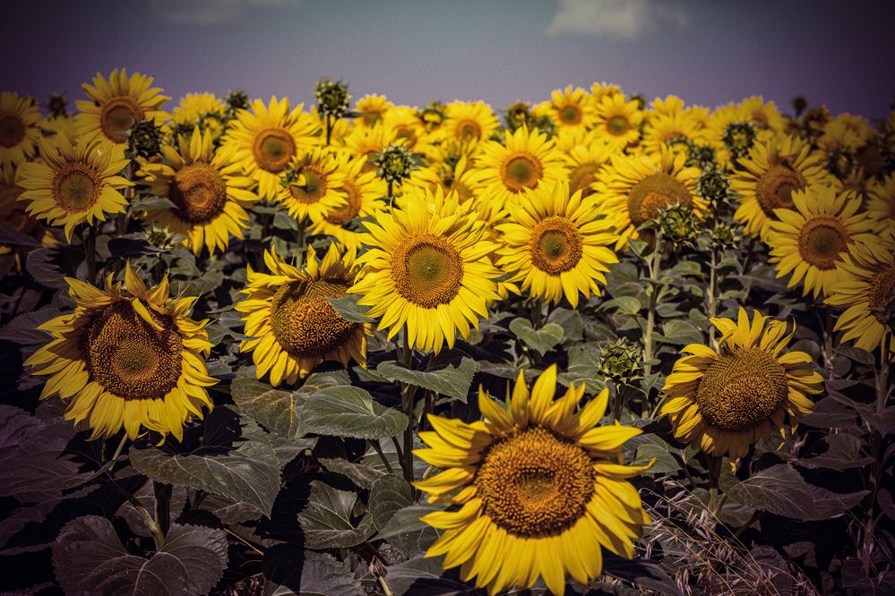 Photograph by Сергей Шпаков