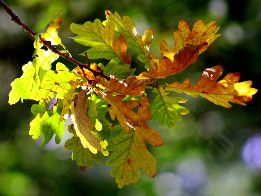 Photograph by Алексей Макаров