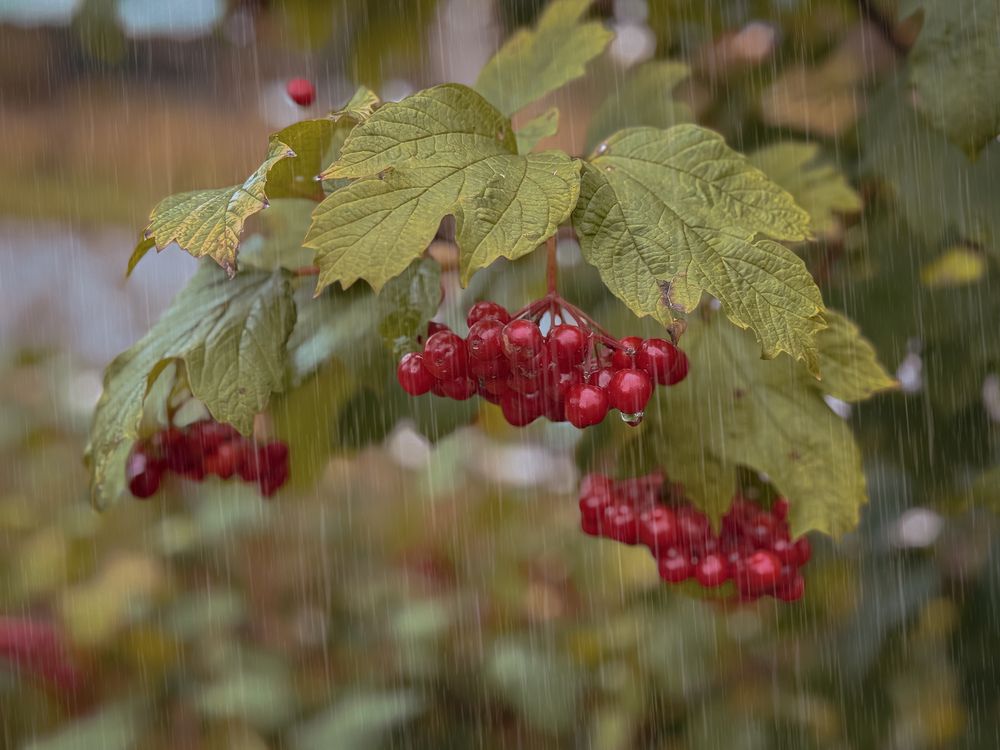 Photograph by Елена Чулюнина