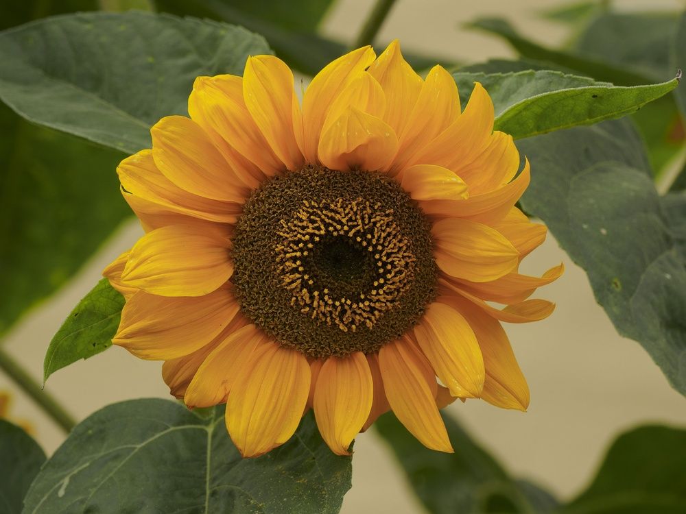 Photograph by Борис Полтавец