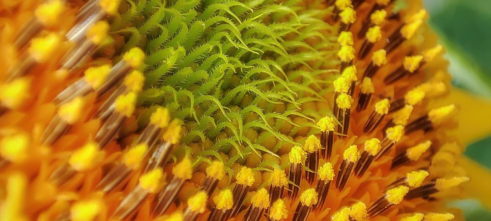 The combination of colors and Fibonacci patterns