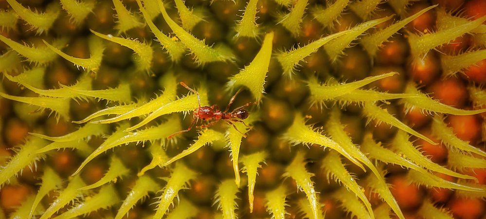 The combination of colors and Fibonacci patterns