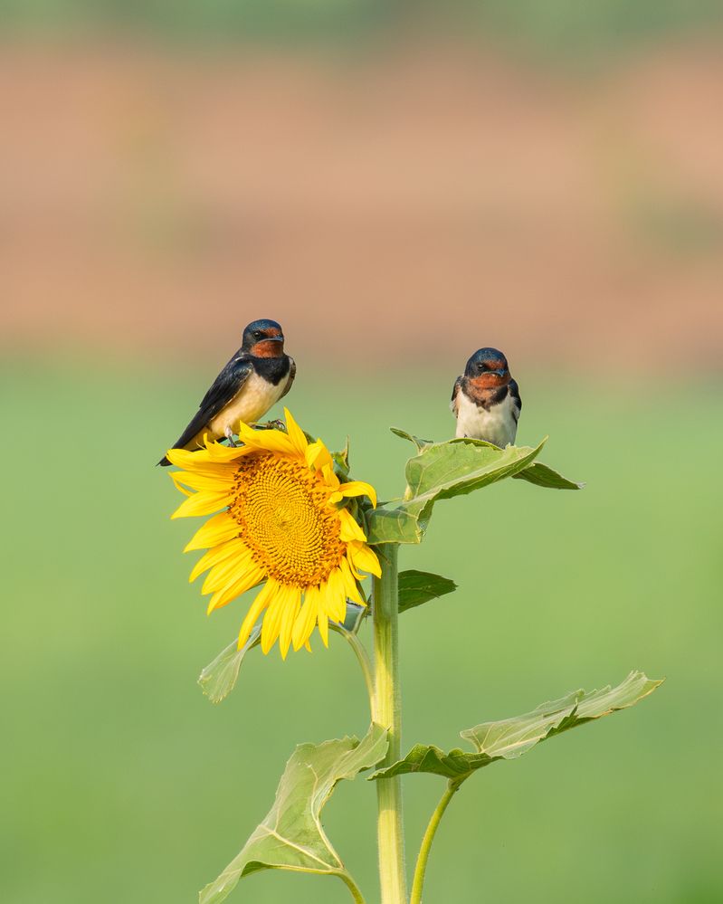 Photograph by Anandhu M