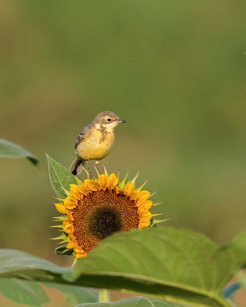 Photograph by Anandhu M
