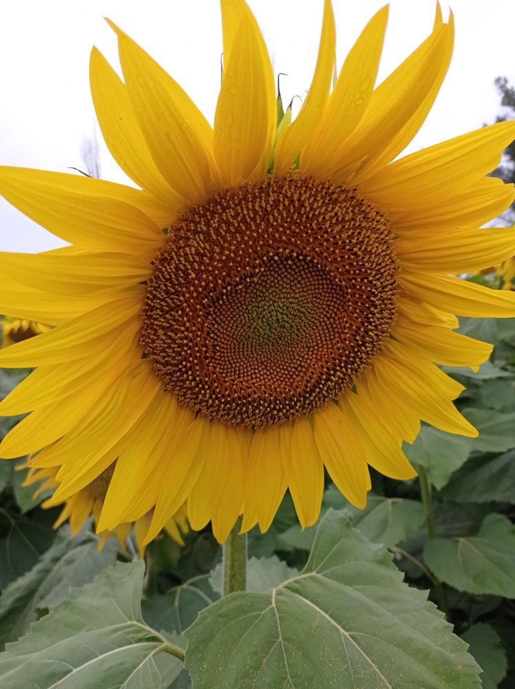 Photograph by Ирина Марченко