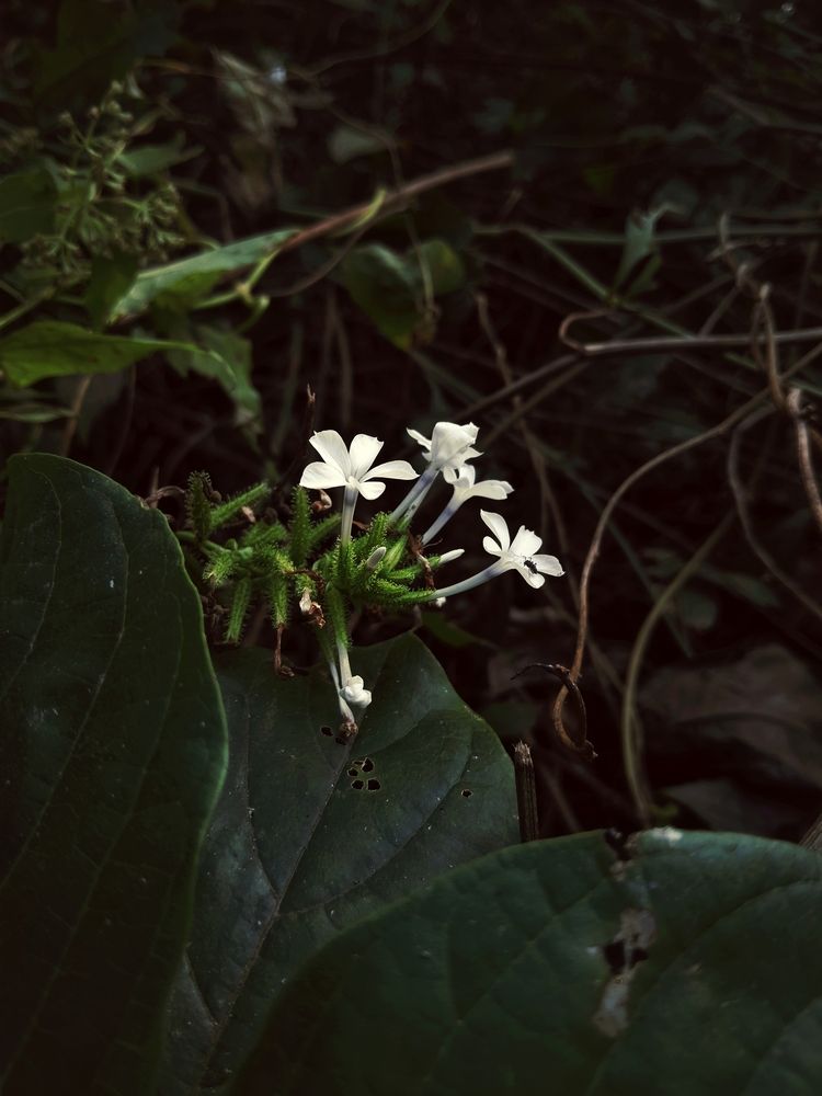 Silent bloom!