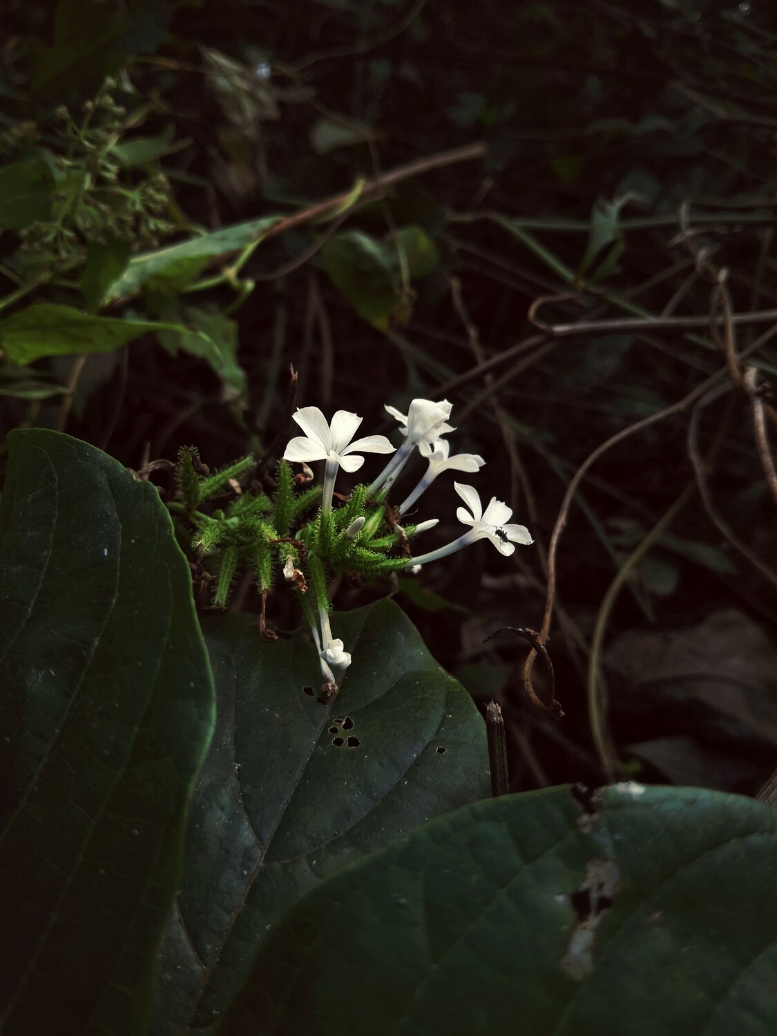 Silent bloom!