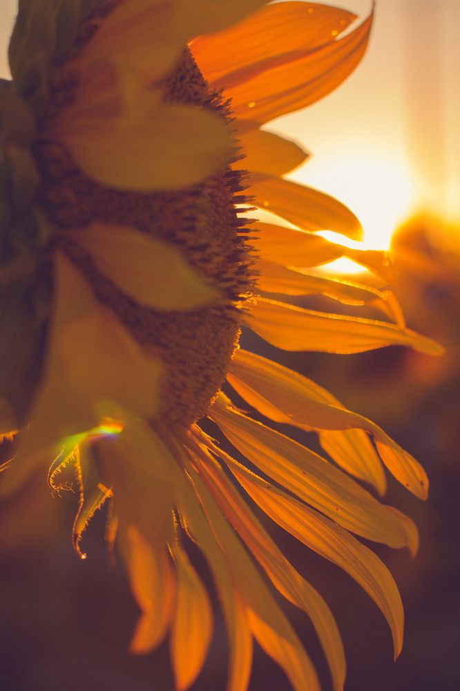 Photograph by Олеся Романова