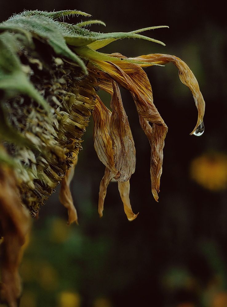 Photograph by Кристина Феминова