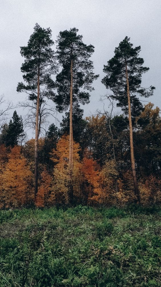 Photograph by Людмила Горячева