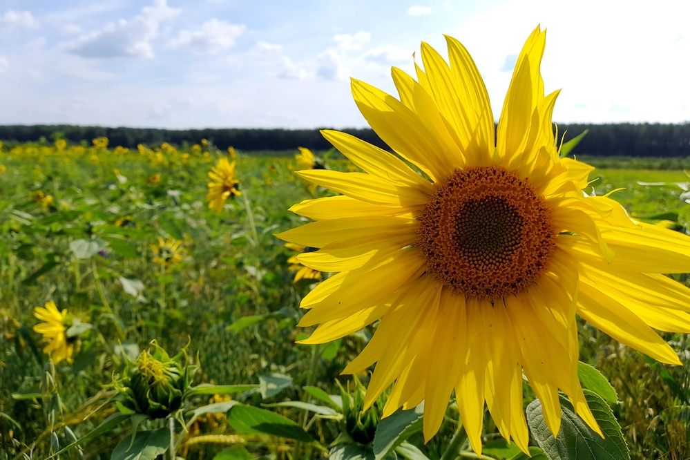 Photograph by Ольга Березовская