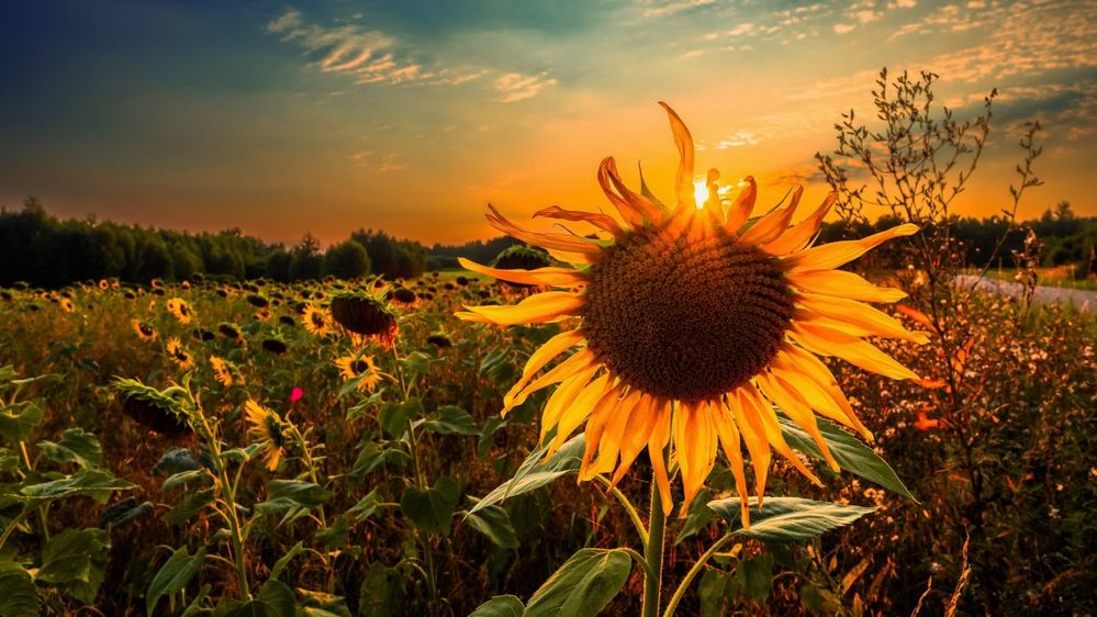 Photograph by Михаил Терёхин