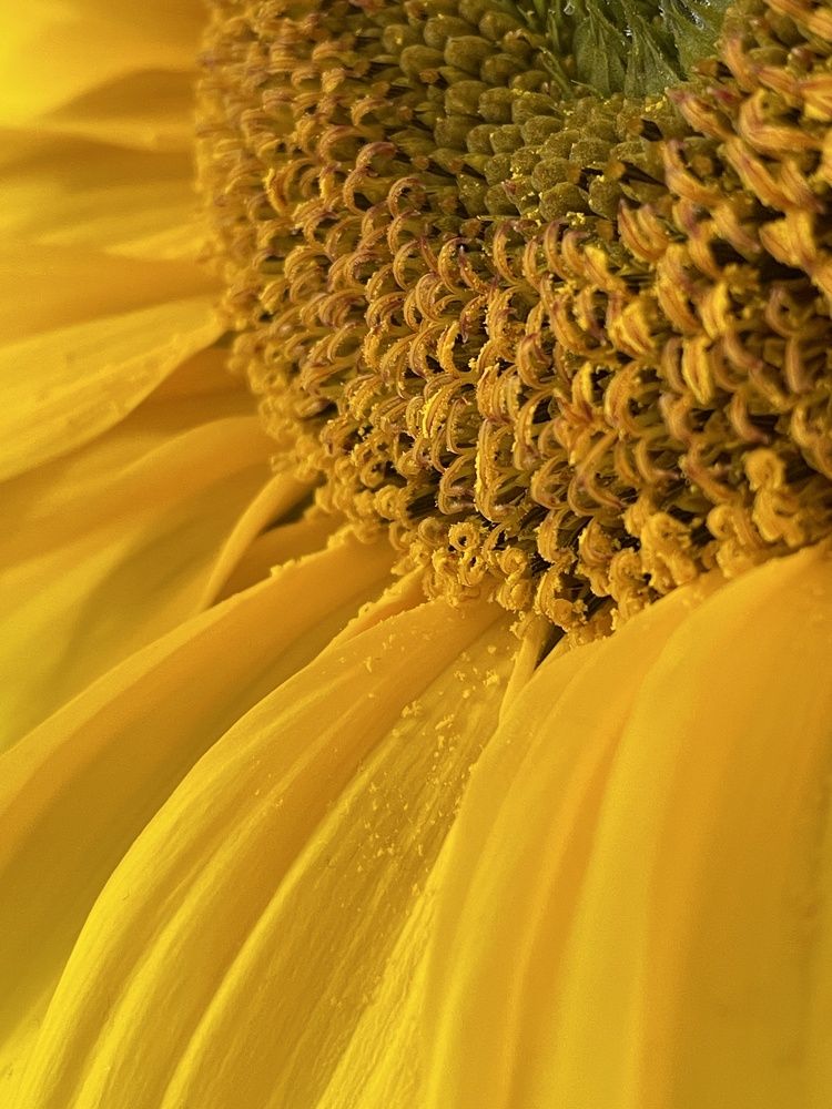 Фотография автора Елена Коробкова