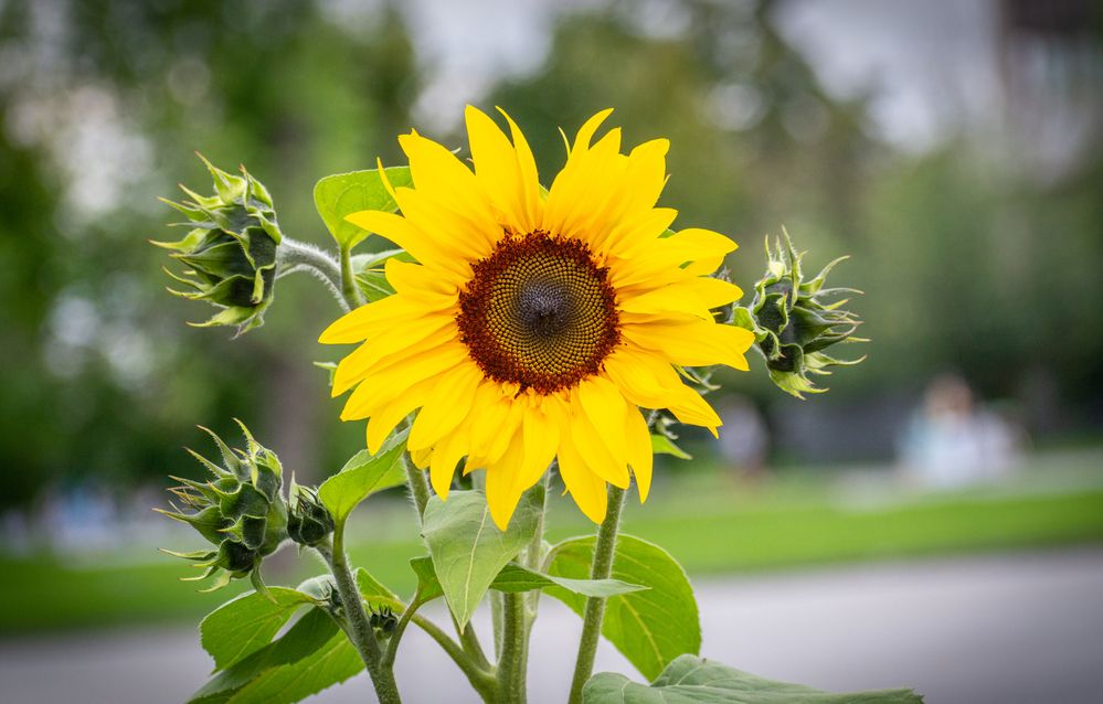 Photograph by Максим Жухлистов