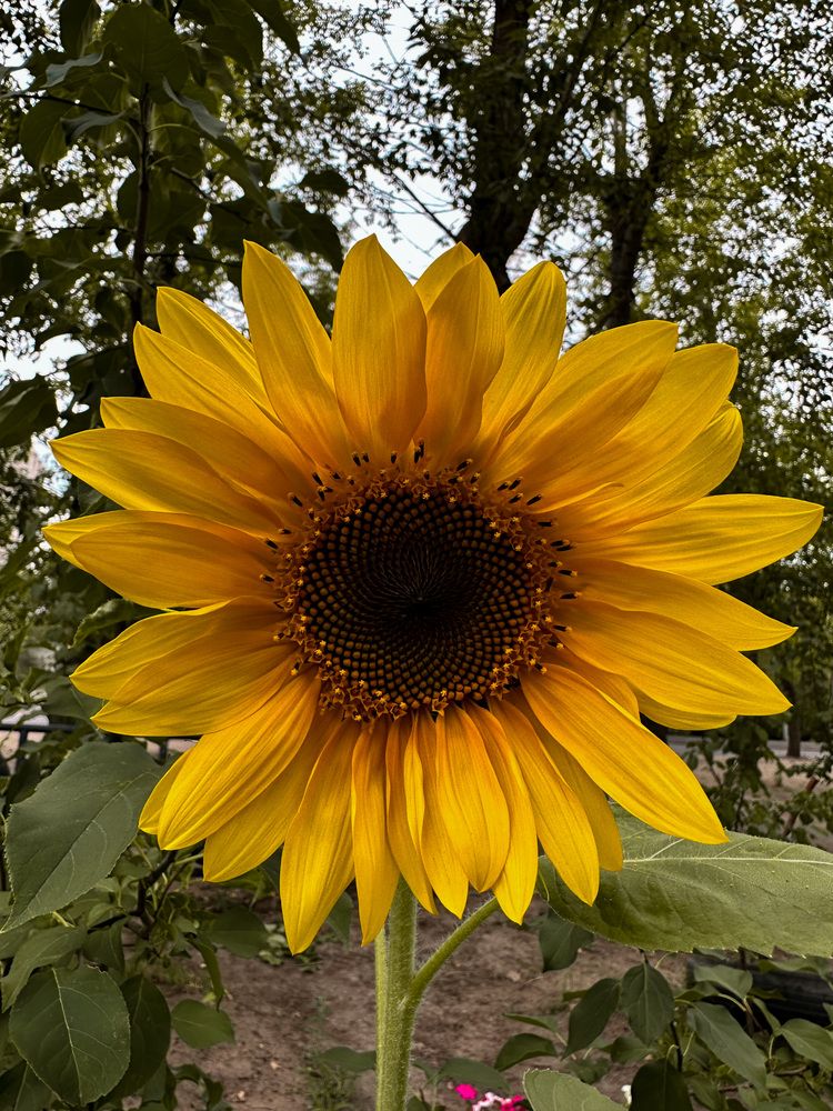 Photograph by Алёна Стародубцева